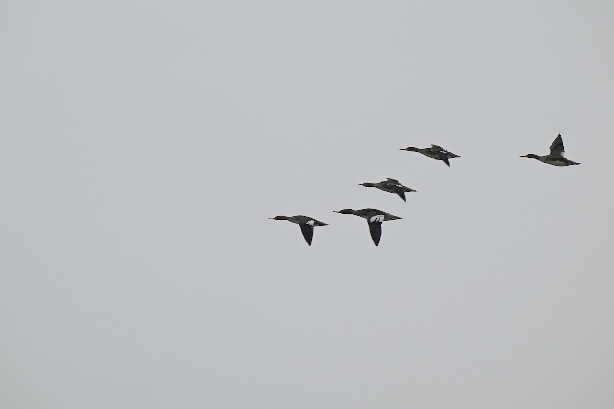 Mittelsäger - ML646493448