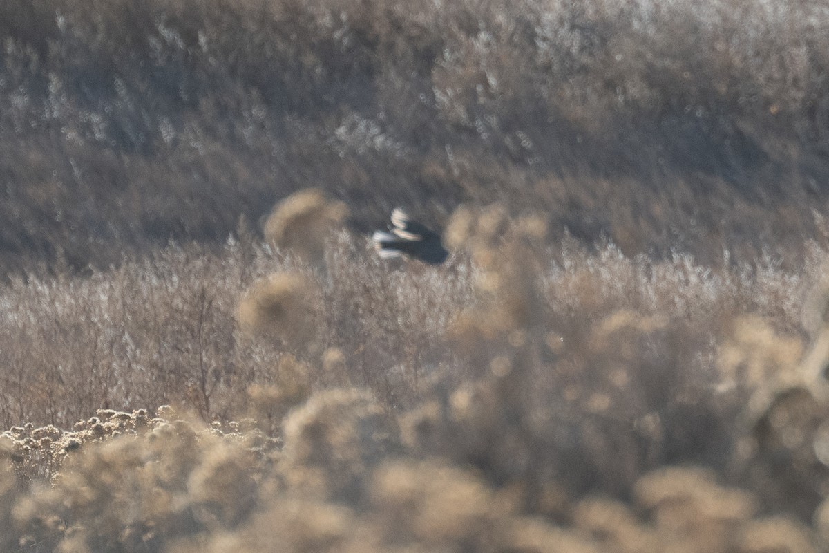 Western/Eastern Meadowlark - ML646493449