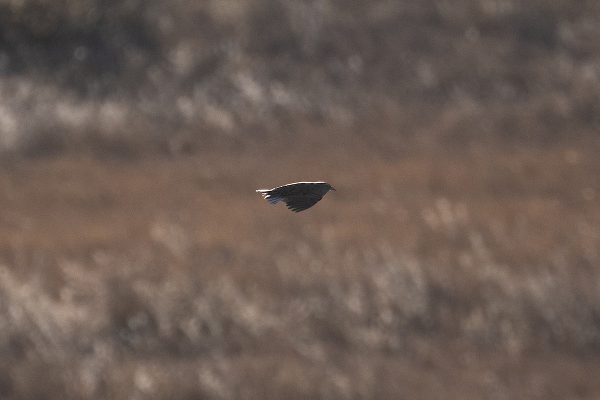 Western/Eastern Meadowlark - ML646493450
