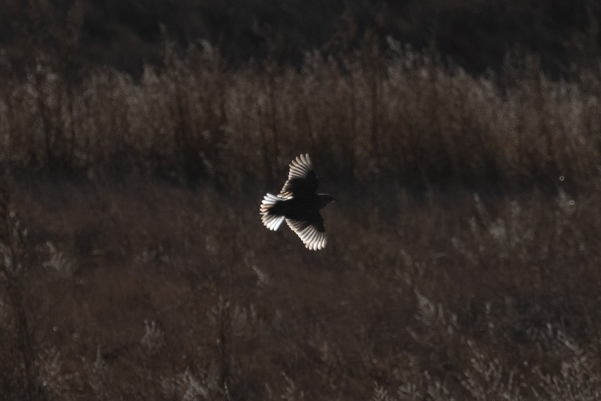 Western/Eastern Meadowlark - ML646493451