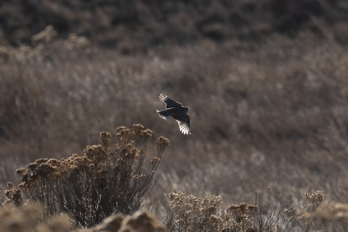 Western/Eastern Meadowlark - ML646493452
