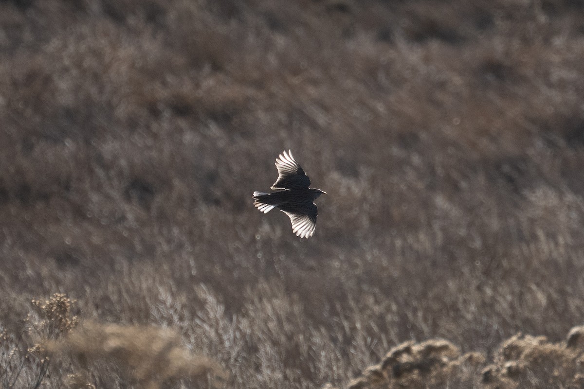 Western/Eastern Meadowlark - ML646493453