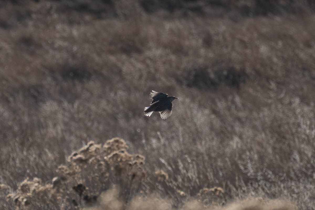 Western/Eastern Meadowlark - ML646493454