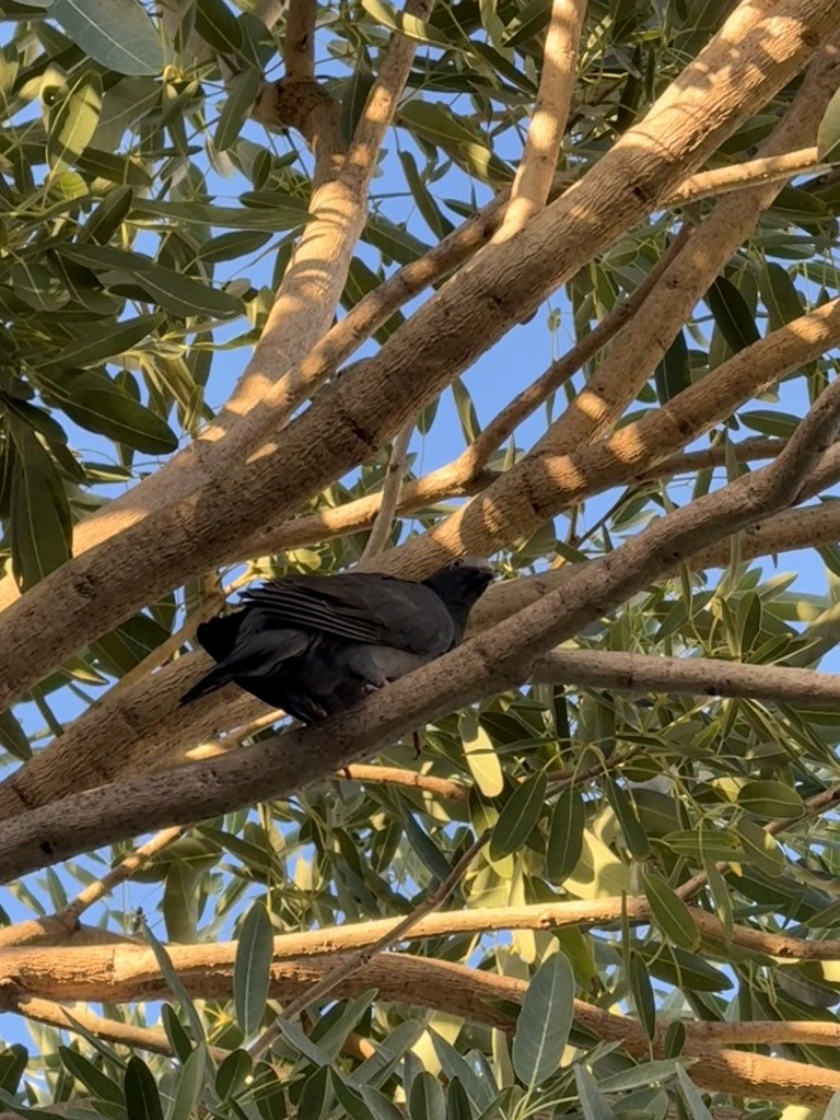 White-crowned Pigeon - ML646493456