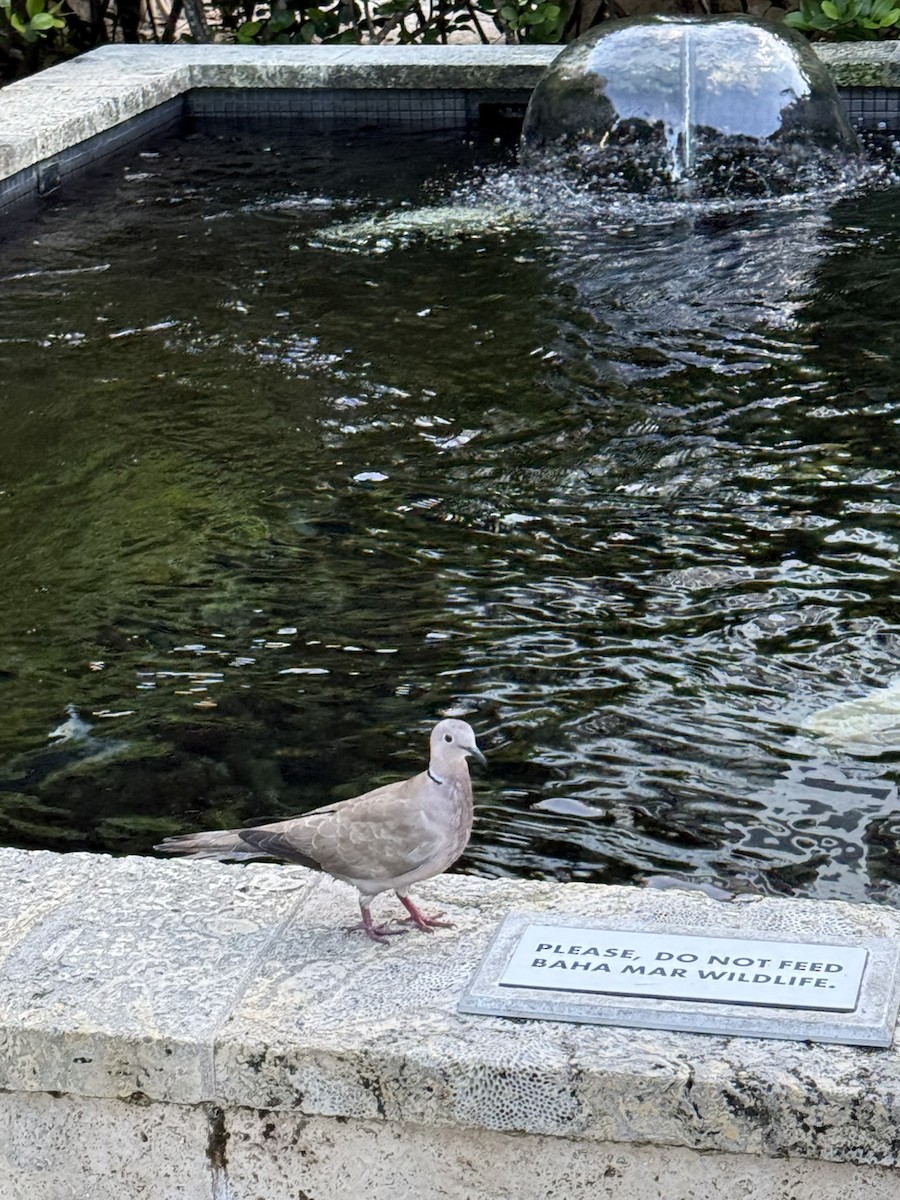 Eurasian Collared-Dove - ML646493459