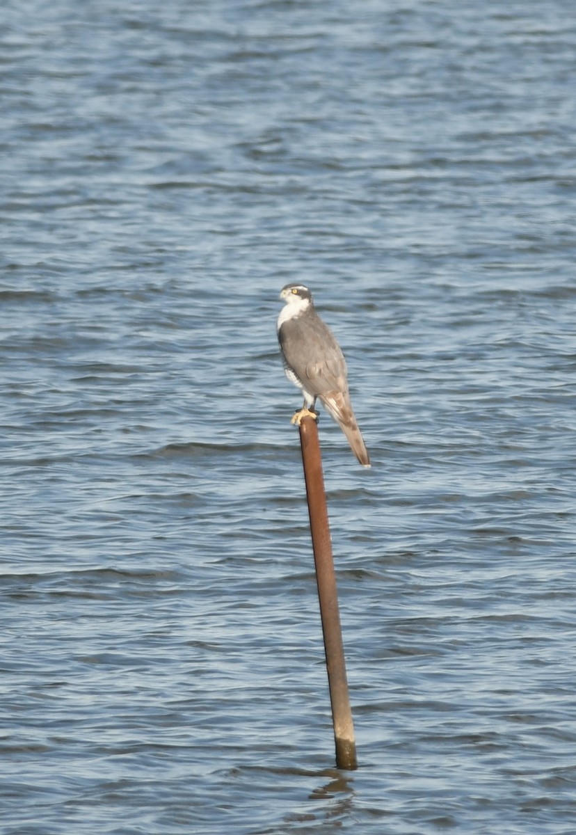 Eurasian Goshawk - ML646493461