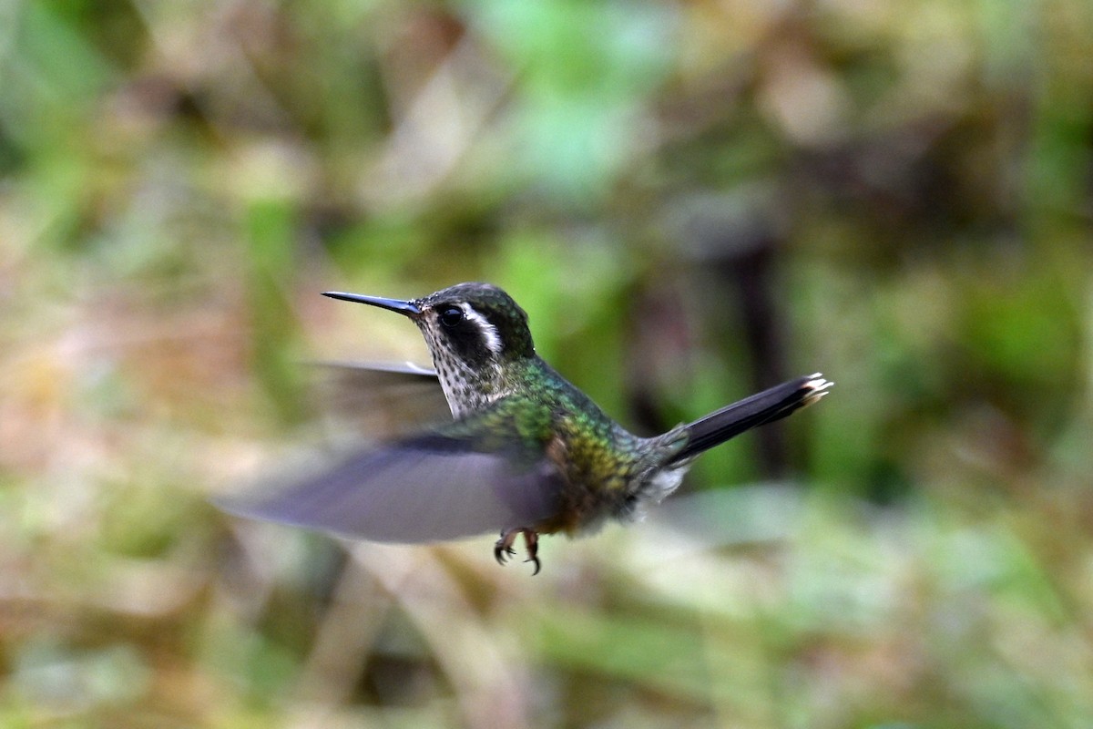 Schwarzohrkolibri - ML646493463