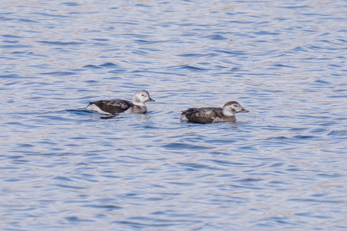 hoholka lední - ML646493470