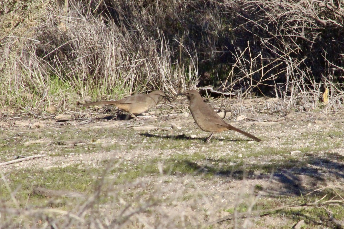 Cuitlacoche Californiano - ML646493472