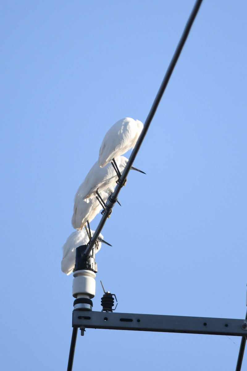 Little Egret - ML646493473