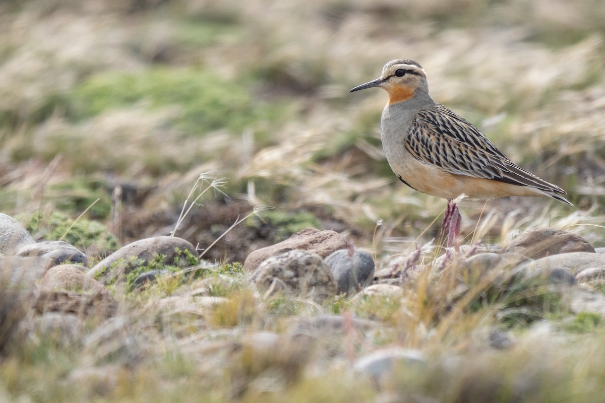 Pluvier oréophile - ML646493476