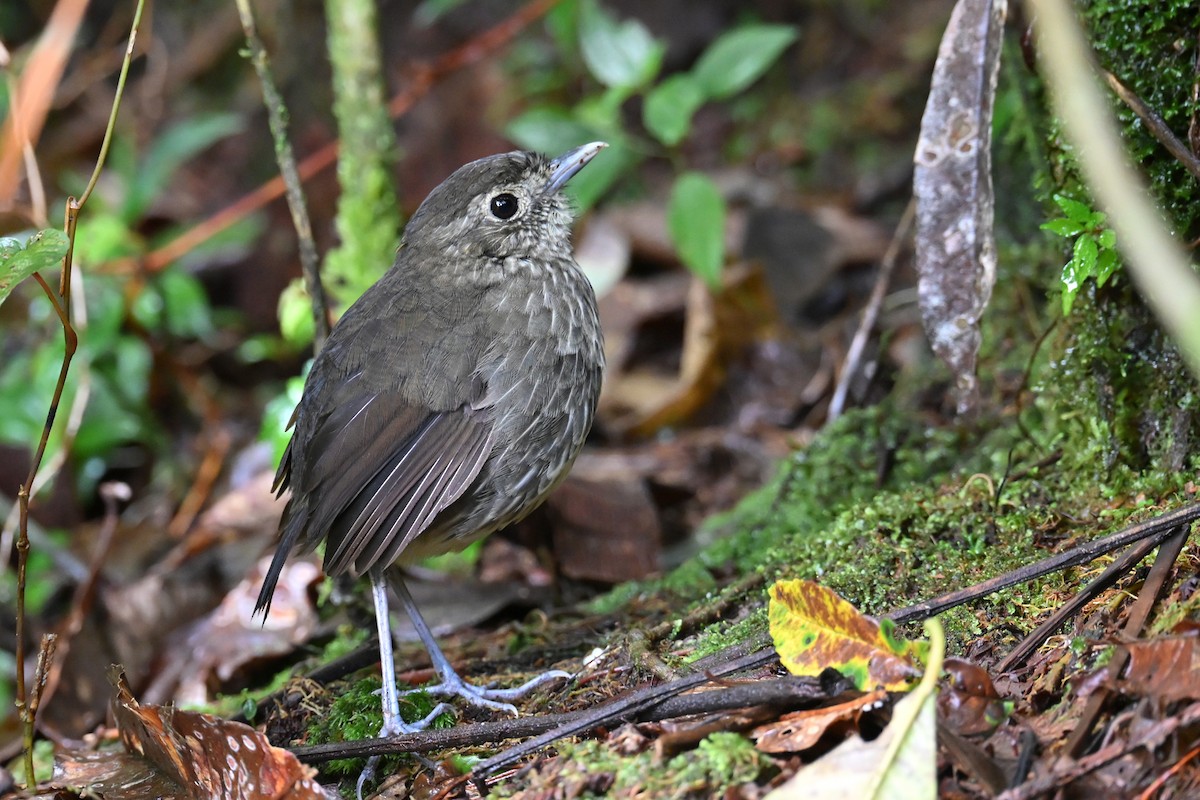 Cundinamarca-Ameisenpitta - ML646493478