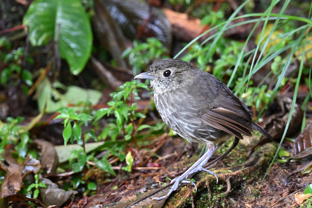 Cundinamarca-Ameisenpitta - ML646493487