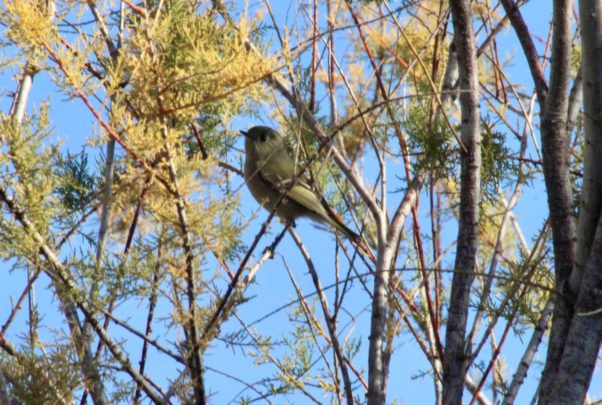 Ruby-crowned Kinglet - ML646493492