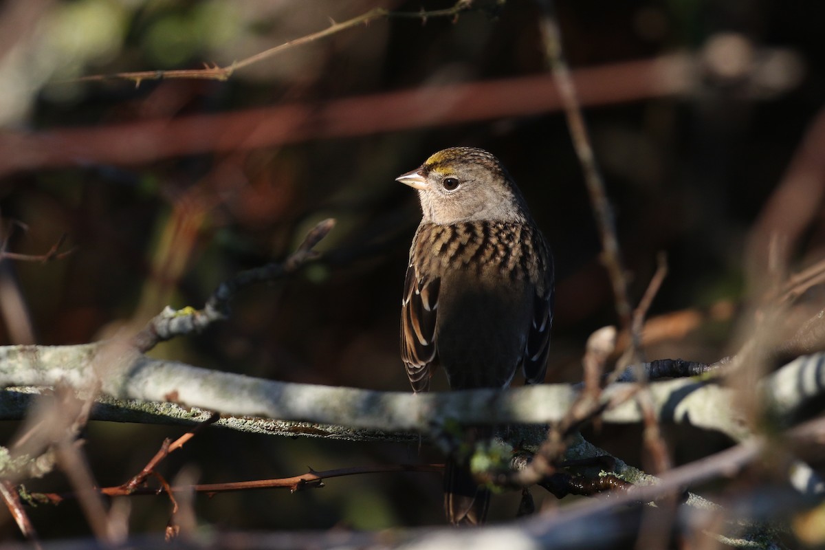 Golden-crowned Sparrow - ML646493493