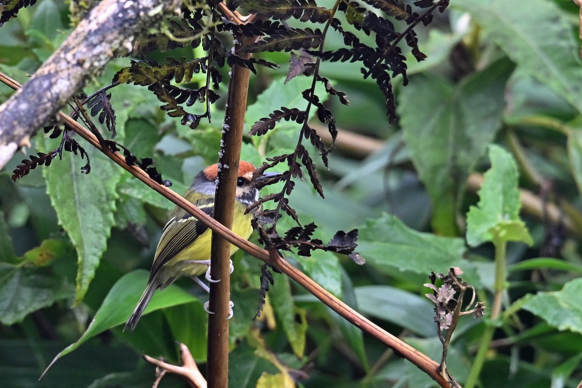 Rostkappen-Todityrann - ML646493496