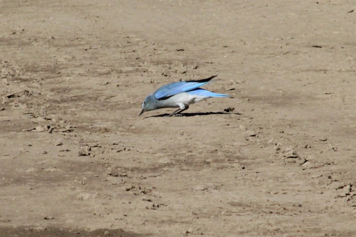 Mountain Bluebird - ML646493498