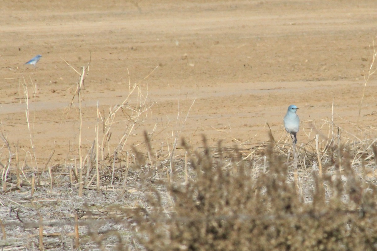 Mountain Bluebird - ML646493499
