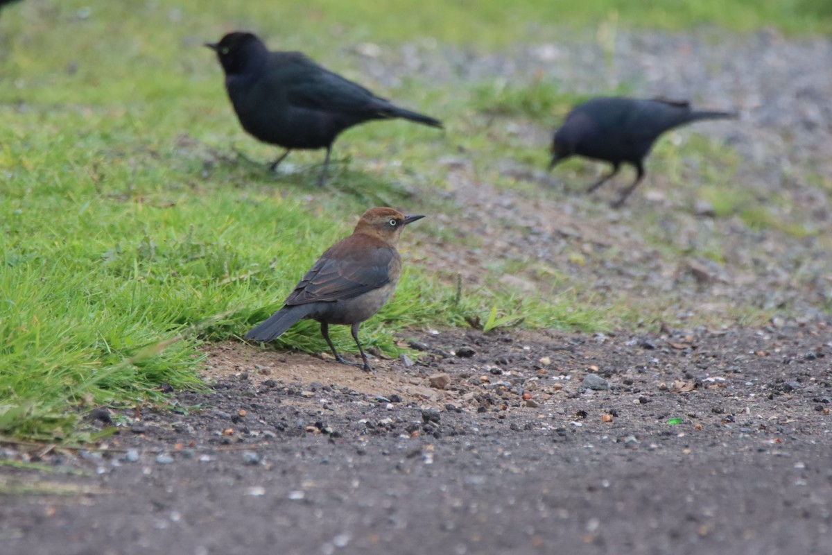 Zanate Canadiense - ML646493500