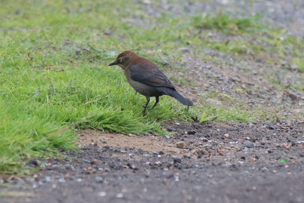 Zanate Canadiense - ML646493501