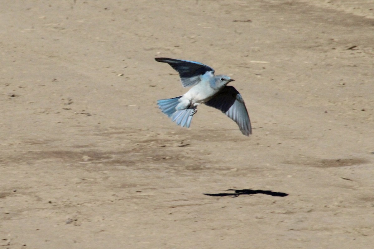 Mountain Bluebird - ML646493502
