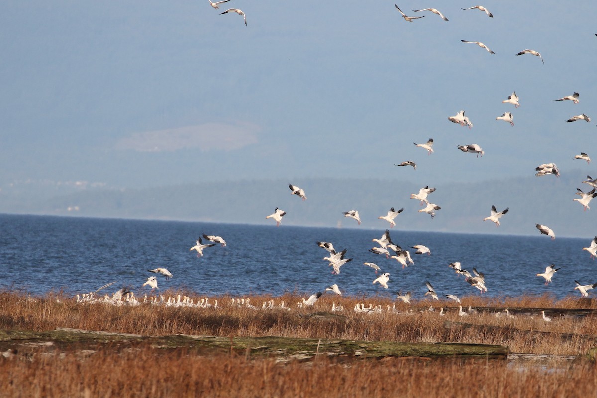 Snow Goose - ML646493503