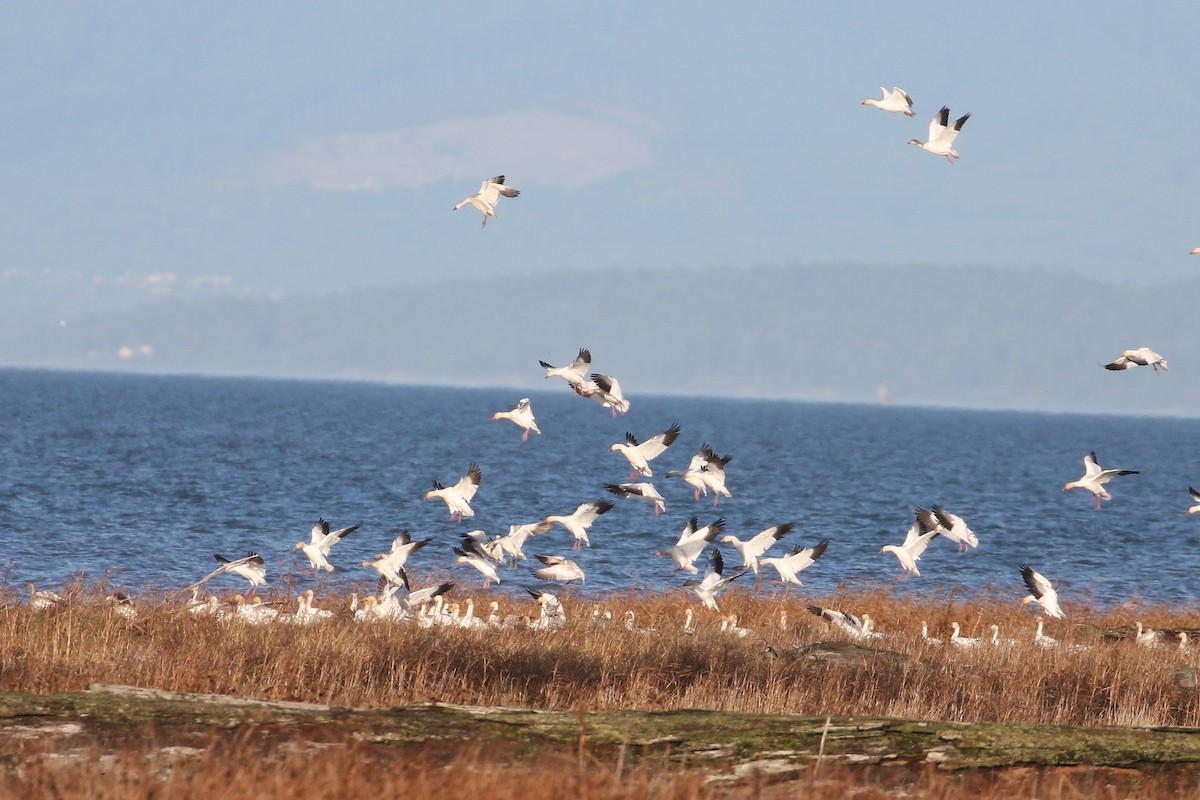 Snow Goose - ML646493504