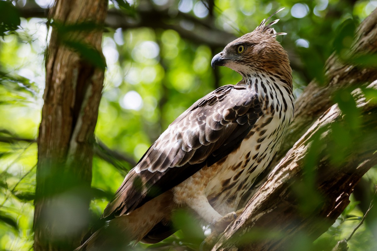 Changeable Hawk-Eagle - ML646493505