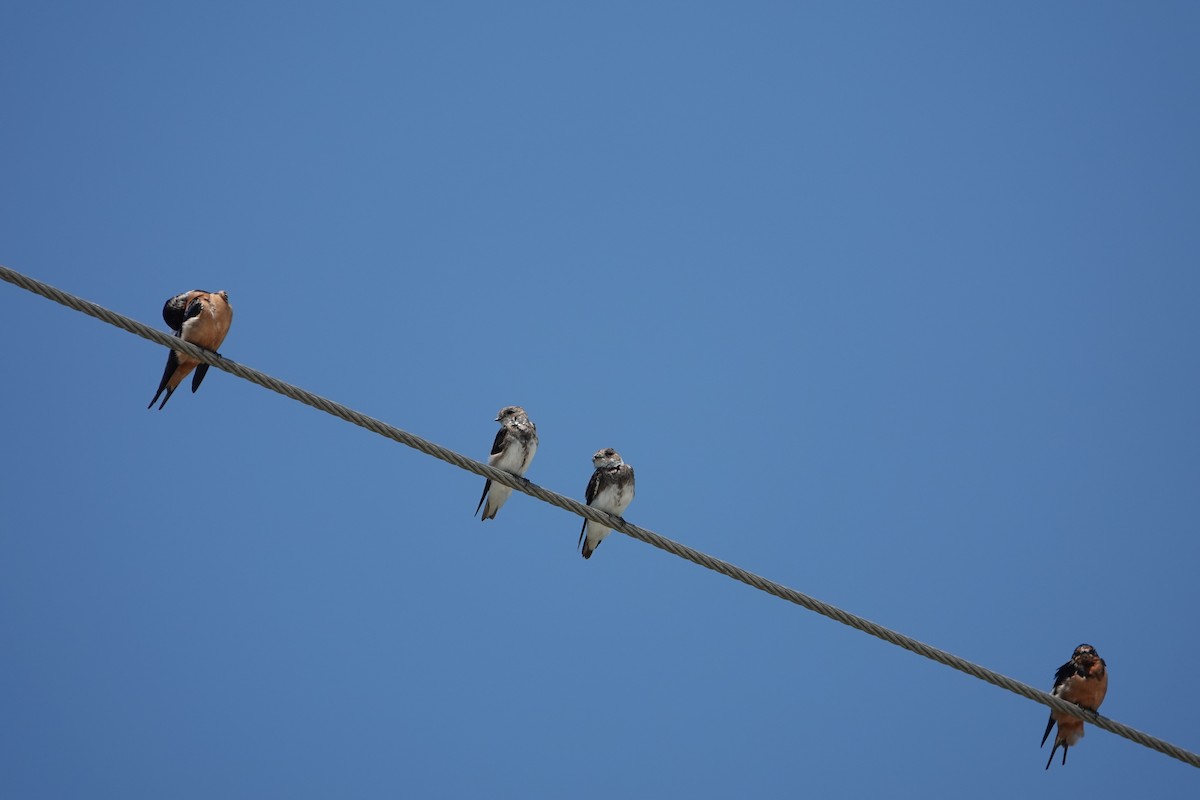 灰沙燕 - ML646493506