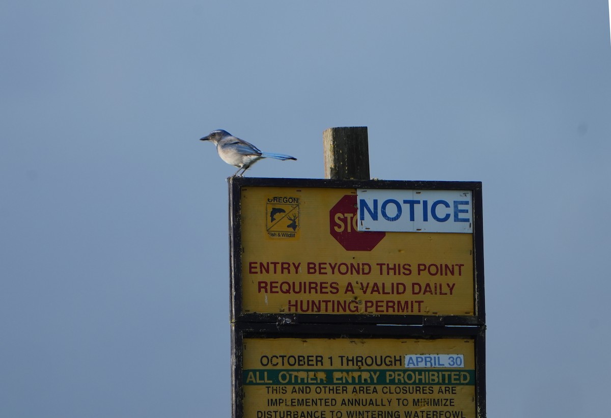 California Scrub-Jay - ML646493507