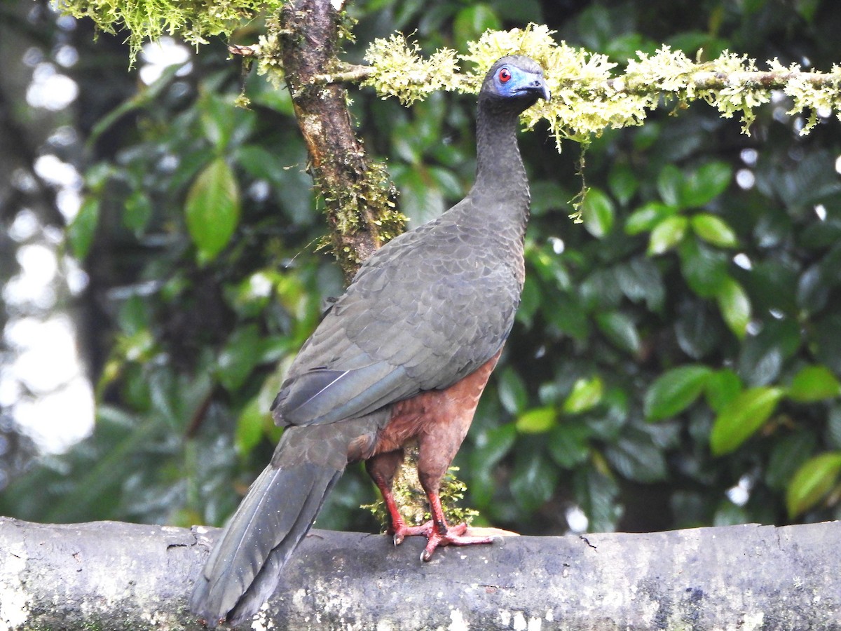Sickle-winged Guan - ML646493508