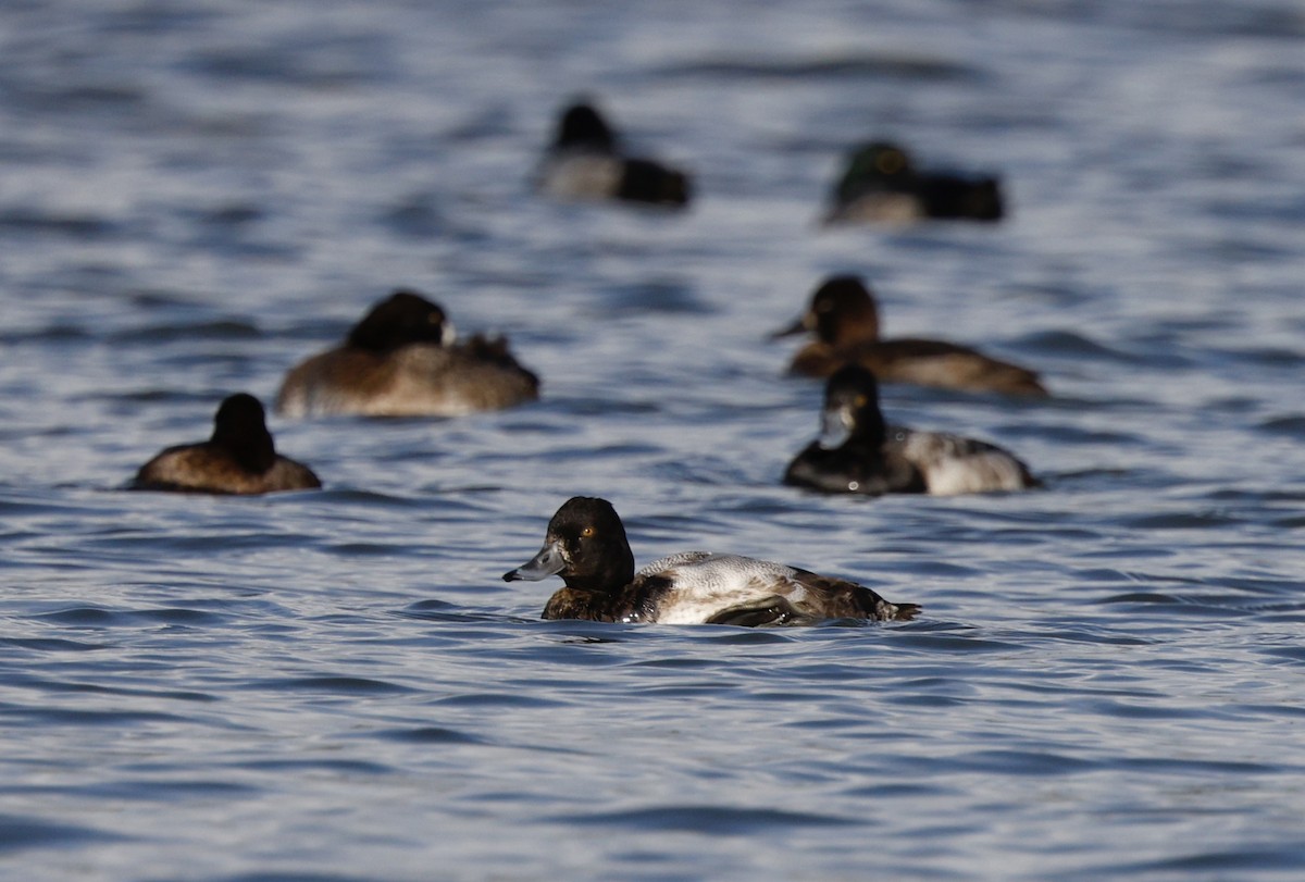 Greater Scaup - ML646493509