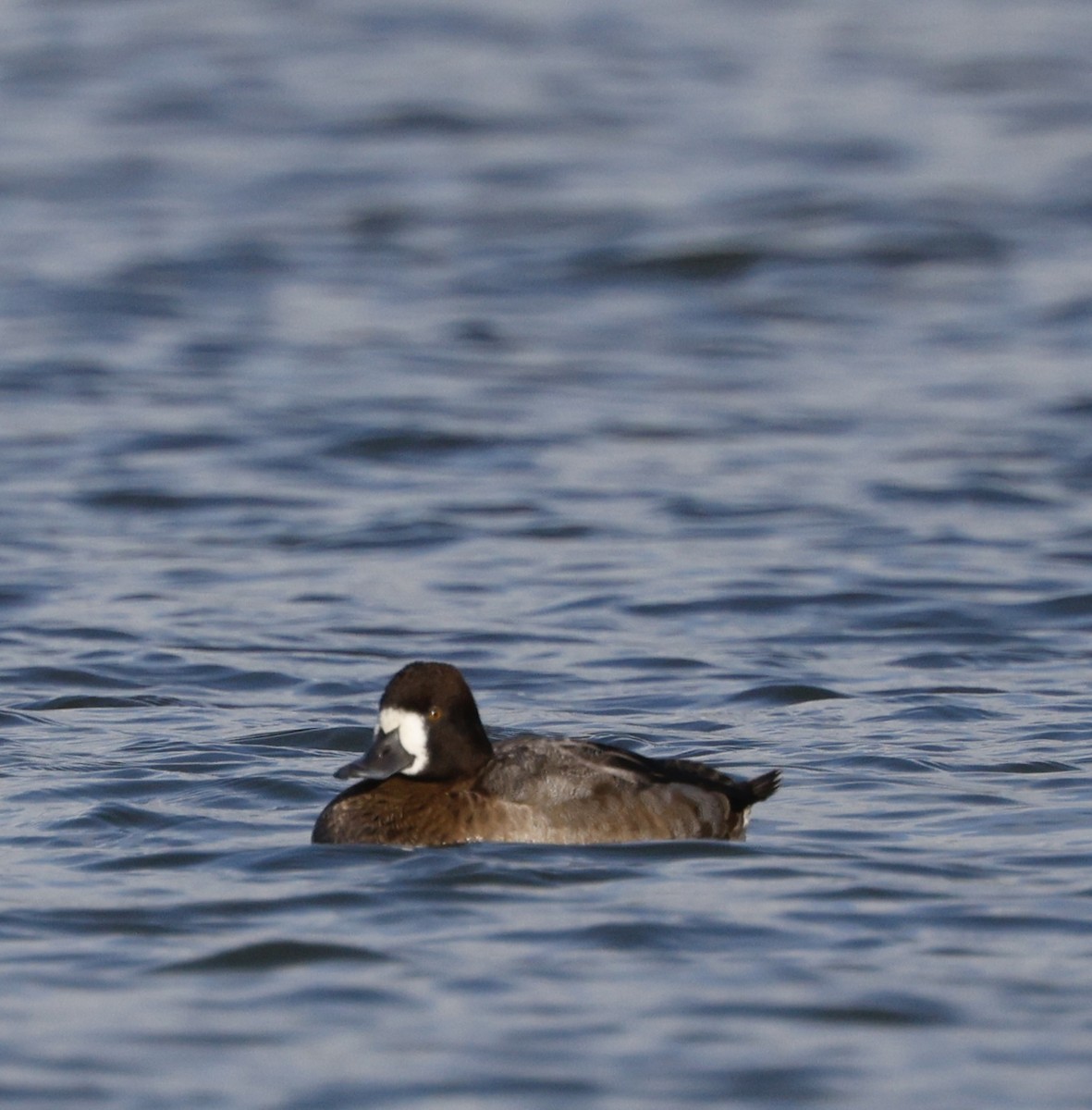 Greater Scaup - ML646493510