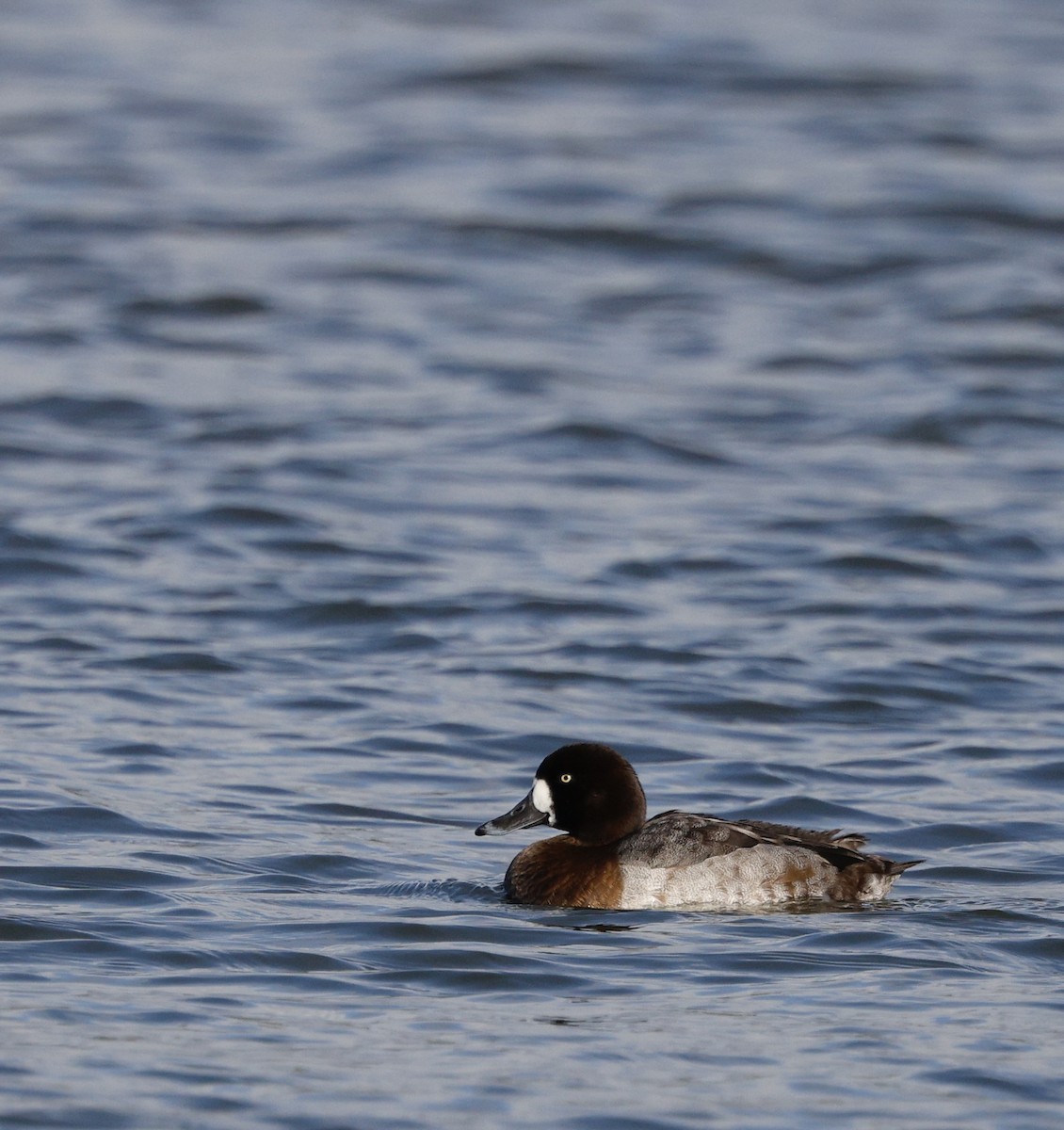 Greater Scaup - ML646493511
