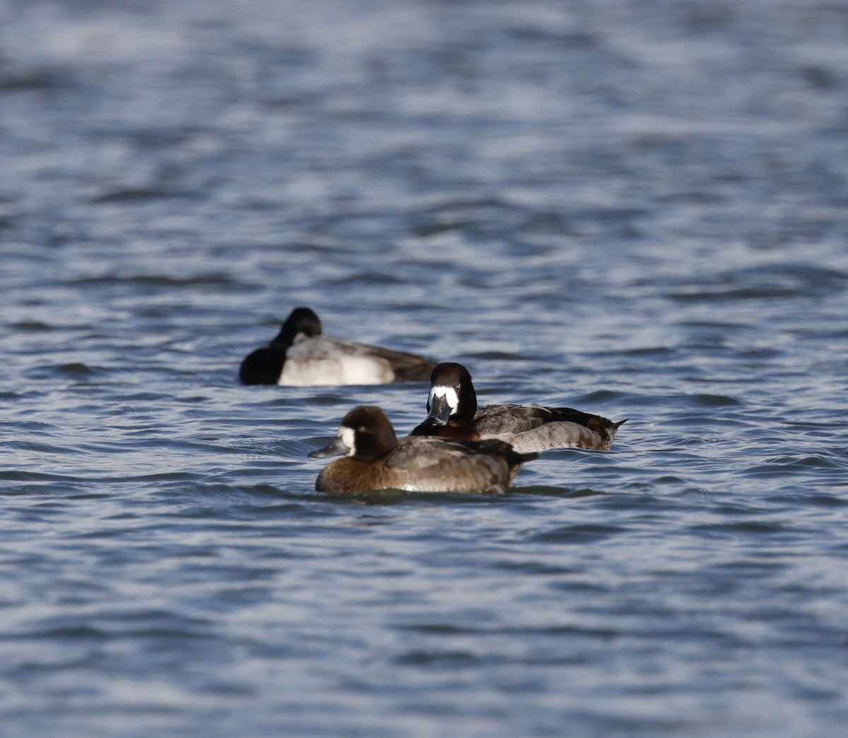 Greater Scaup - ML646493512