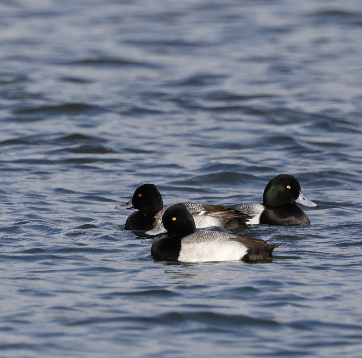 Greater Scaup - ML646493513