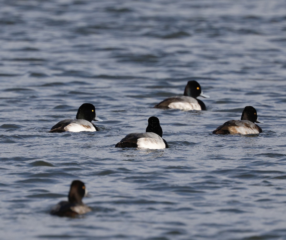 Greater Scaup - ML646493514