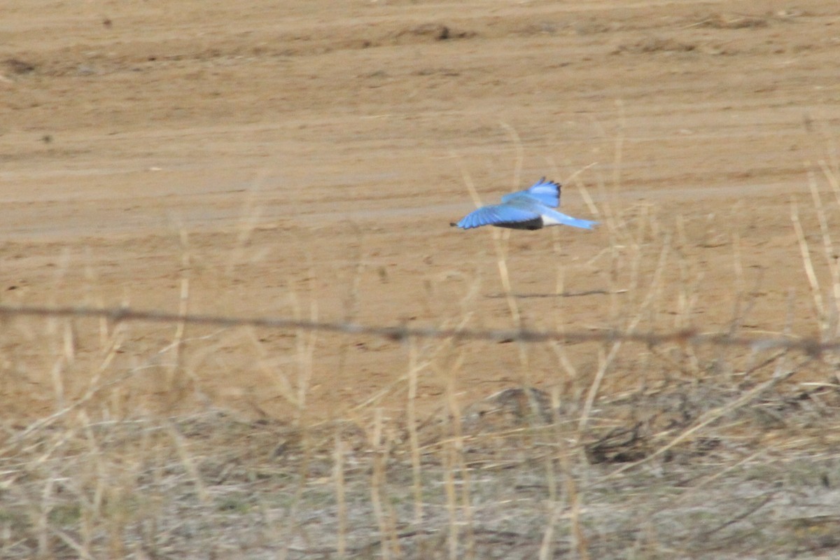 Mountain Bluebird - ML646493516