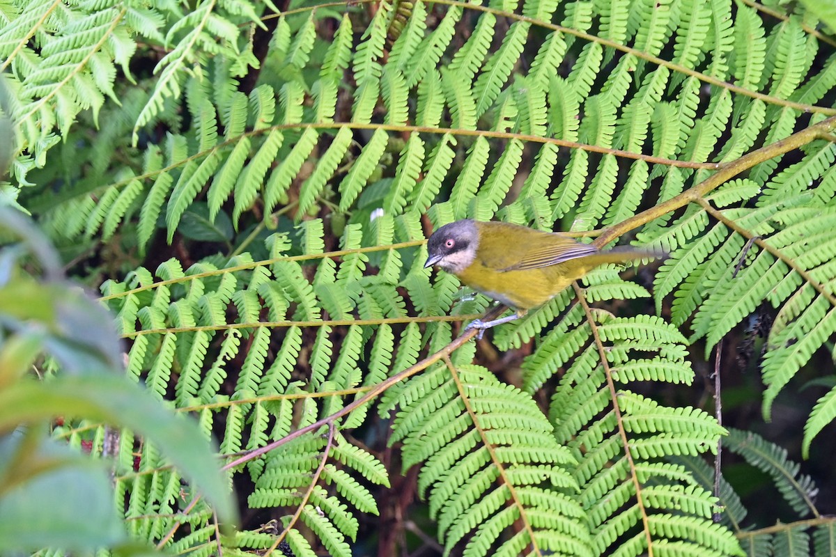 Finkengrünammer - ML646493518