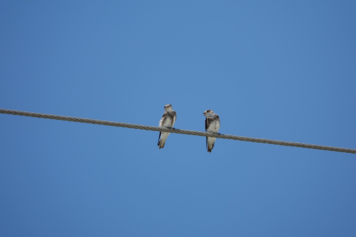 灰沙燕 - ML646493519