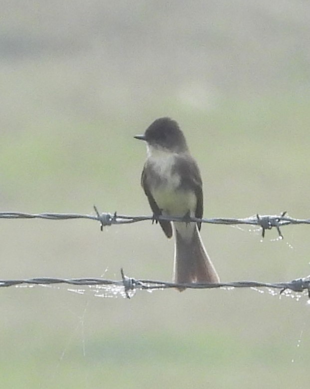 Eastern Phoebe - ML646493520