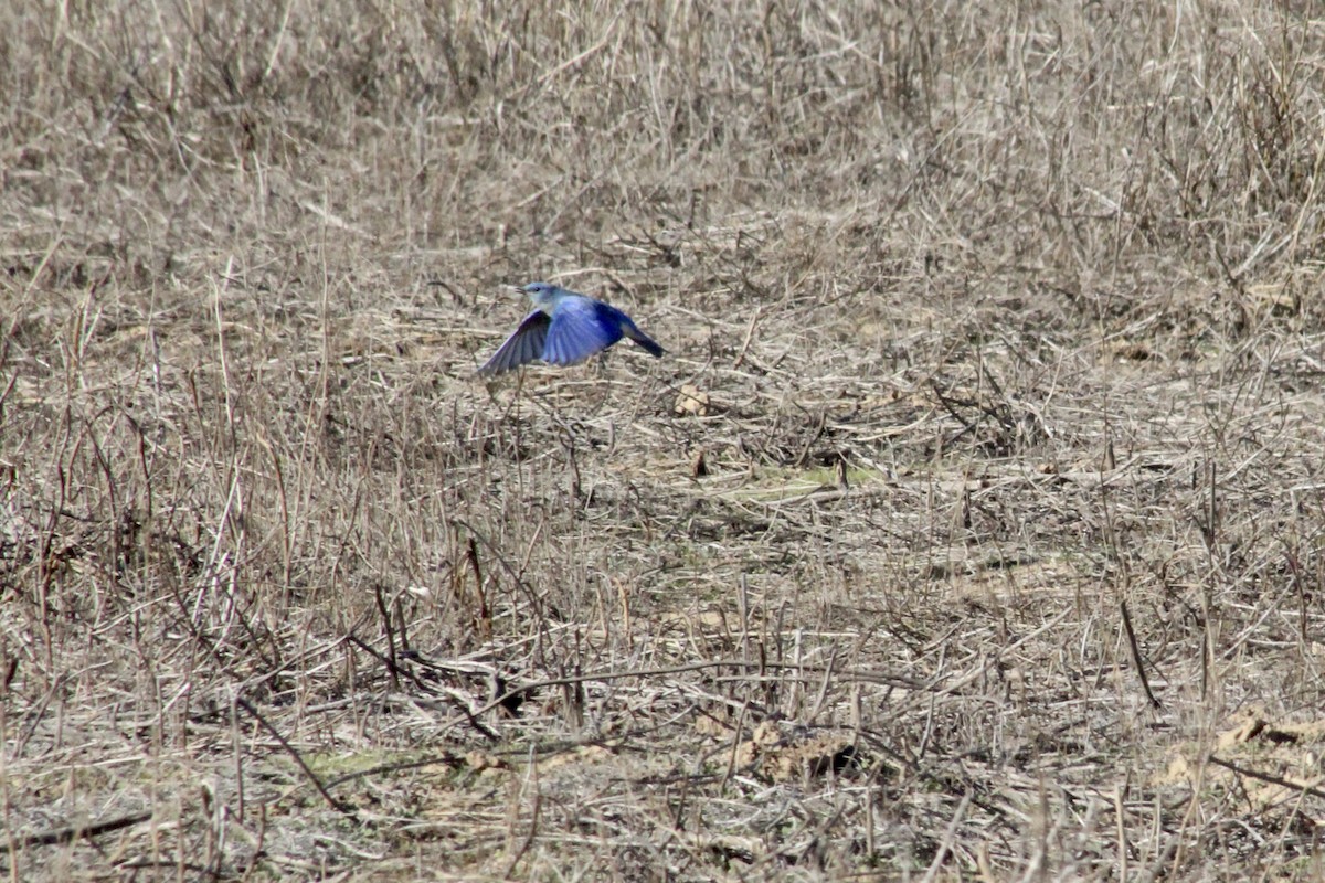 Mountain Bluebird - ML646493521