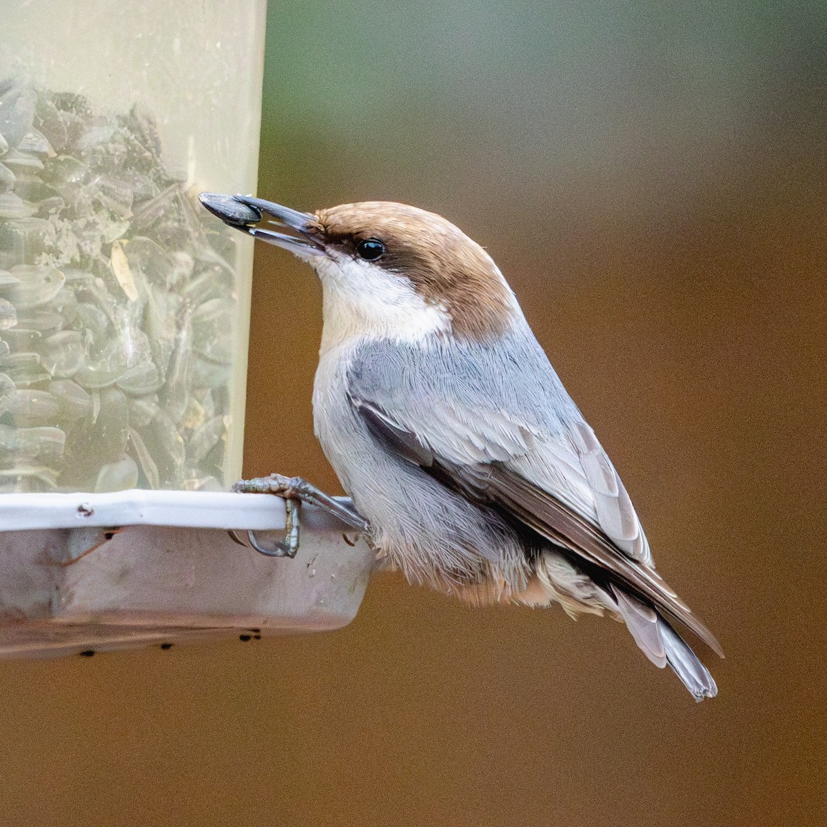 brhlík hnědohlavý - ML646493522