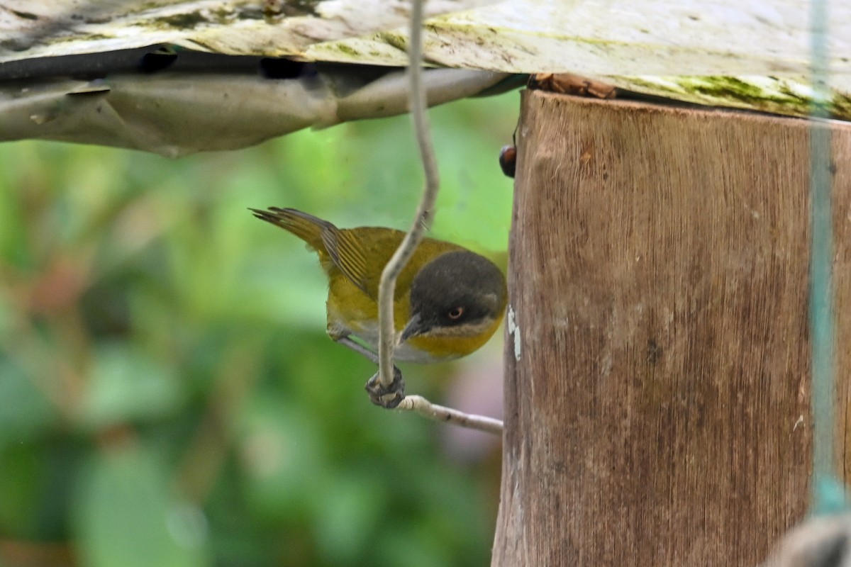 Finkengrünammer - ML646493524