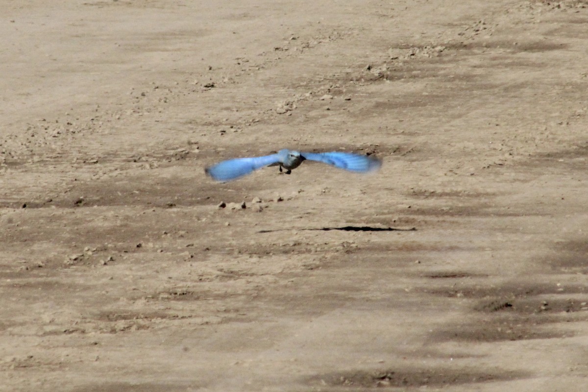Mountain Bluebird - ML646493525