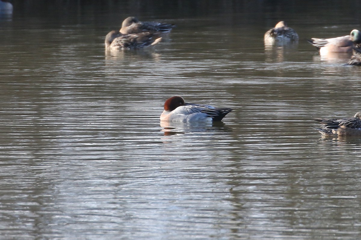 Eurasian Wigeon - ML646493529