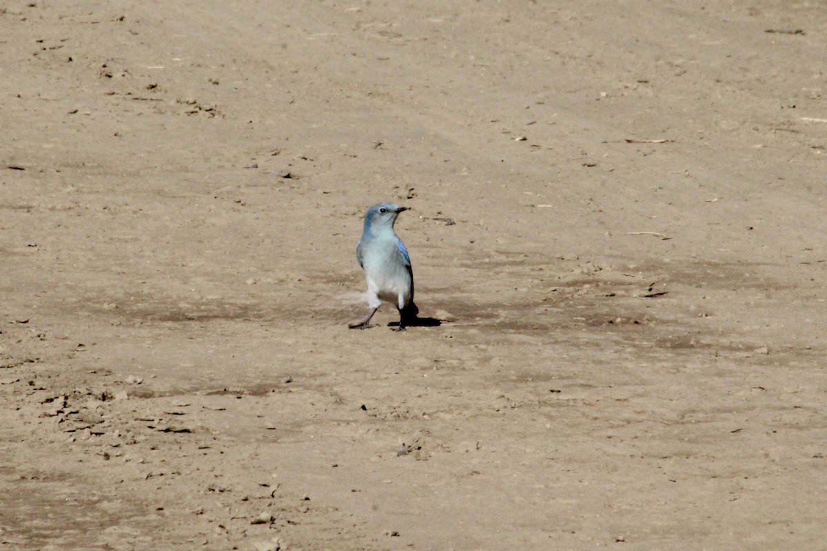 Mountain Bluebird - ML646493530