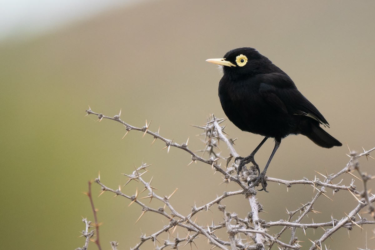 Ada clignot - ML646493531