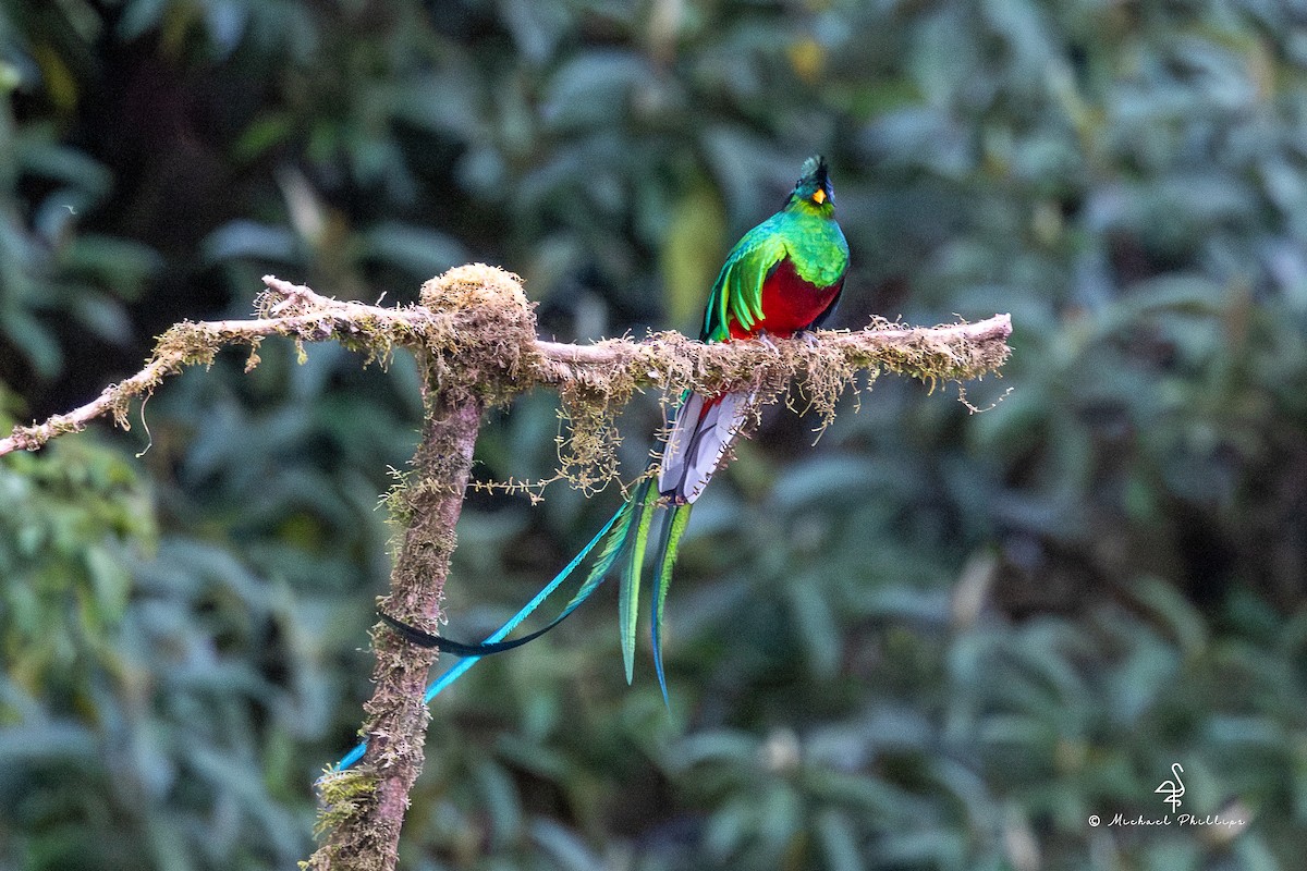 Resplendent Quetzal (Costa Rican) - ML646493532