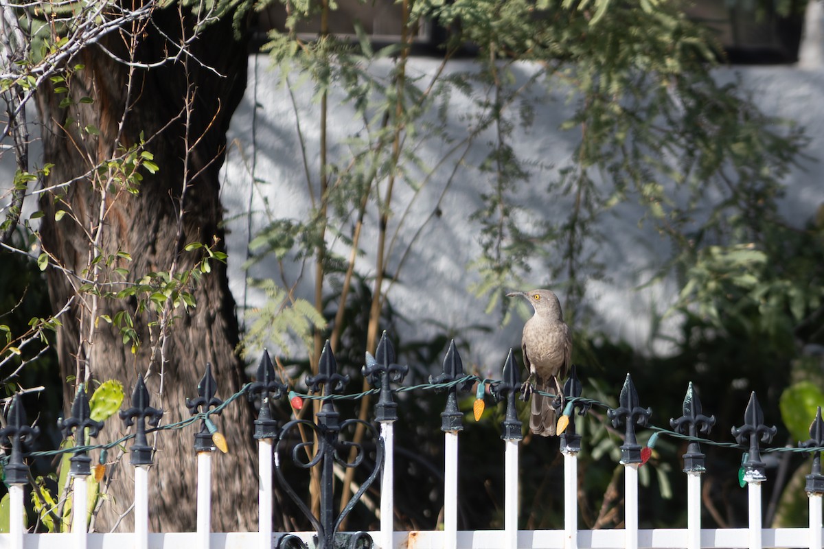 Curve-billed Thrasher - ML646493533